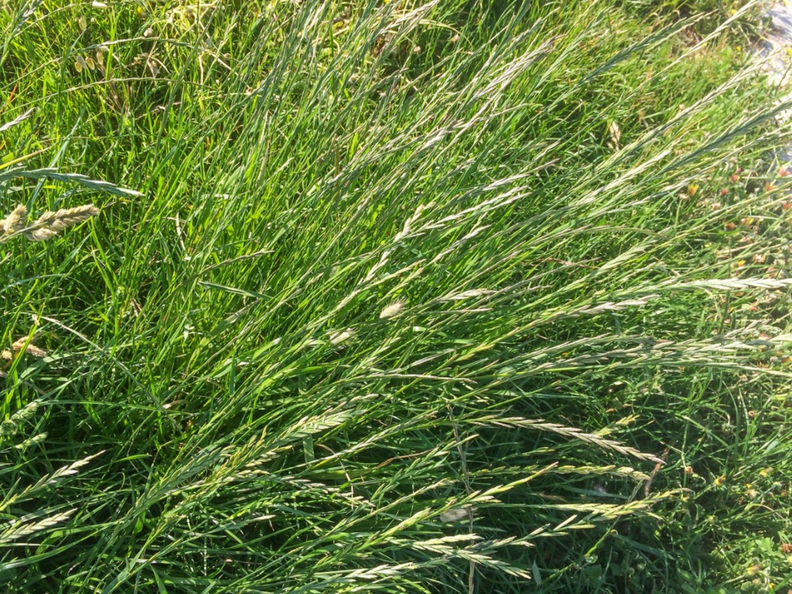 planting perennial ryegrass - what is perennial ryegrass used for