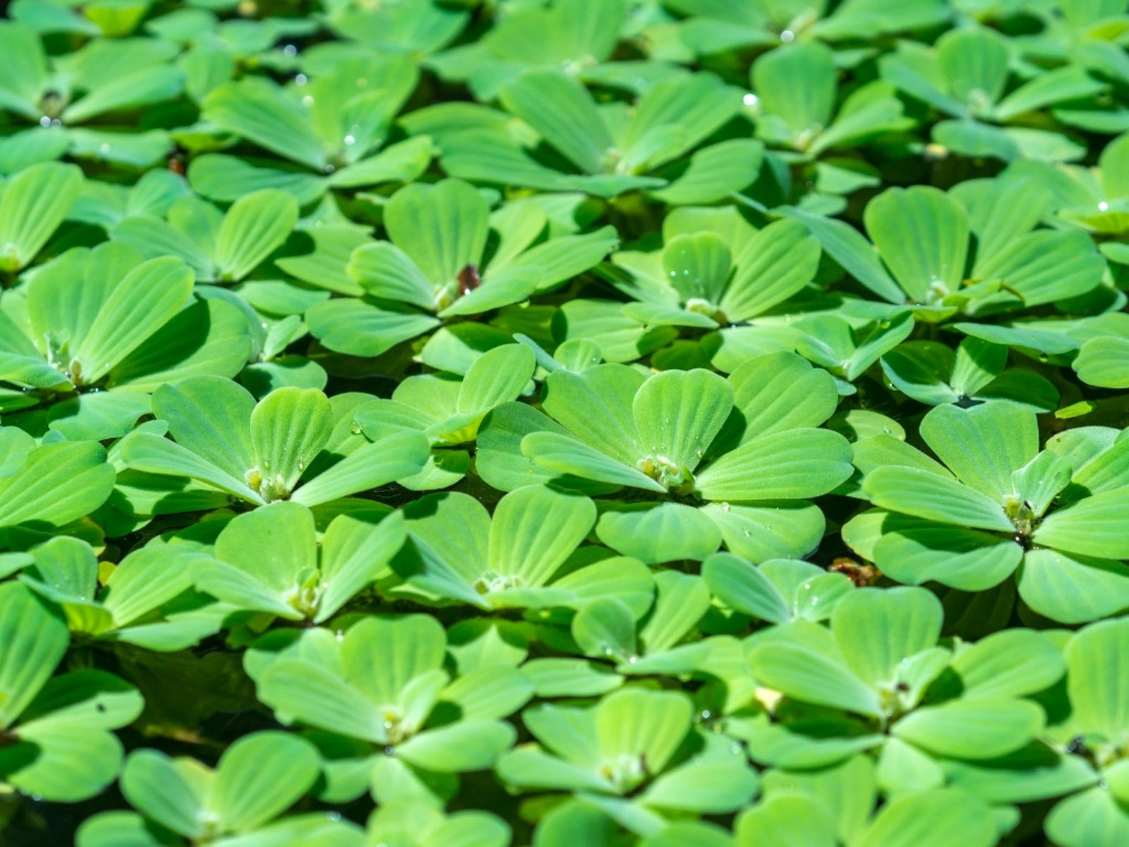 Water Lettuce Pond Plants   How To Grow Water Lettuce