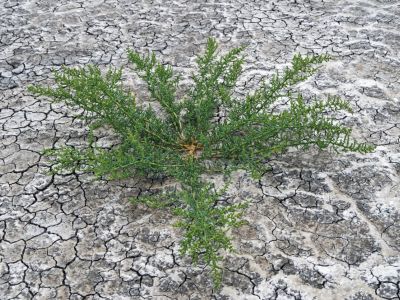 A Plant Growing In Salty Soil
