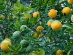 Flying Dragon Orange Tree Full Of Yellow And Green Fruits