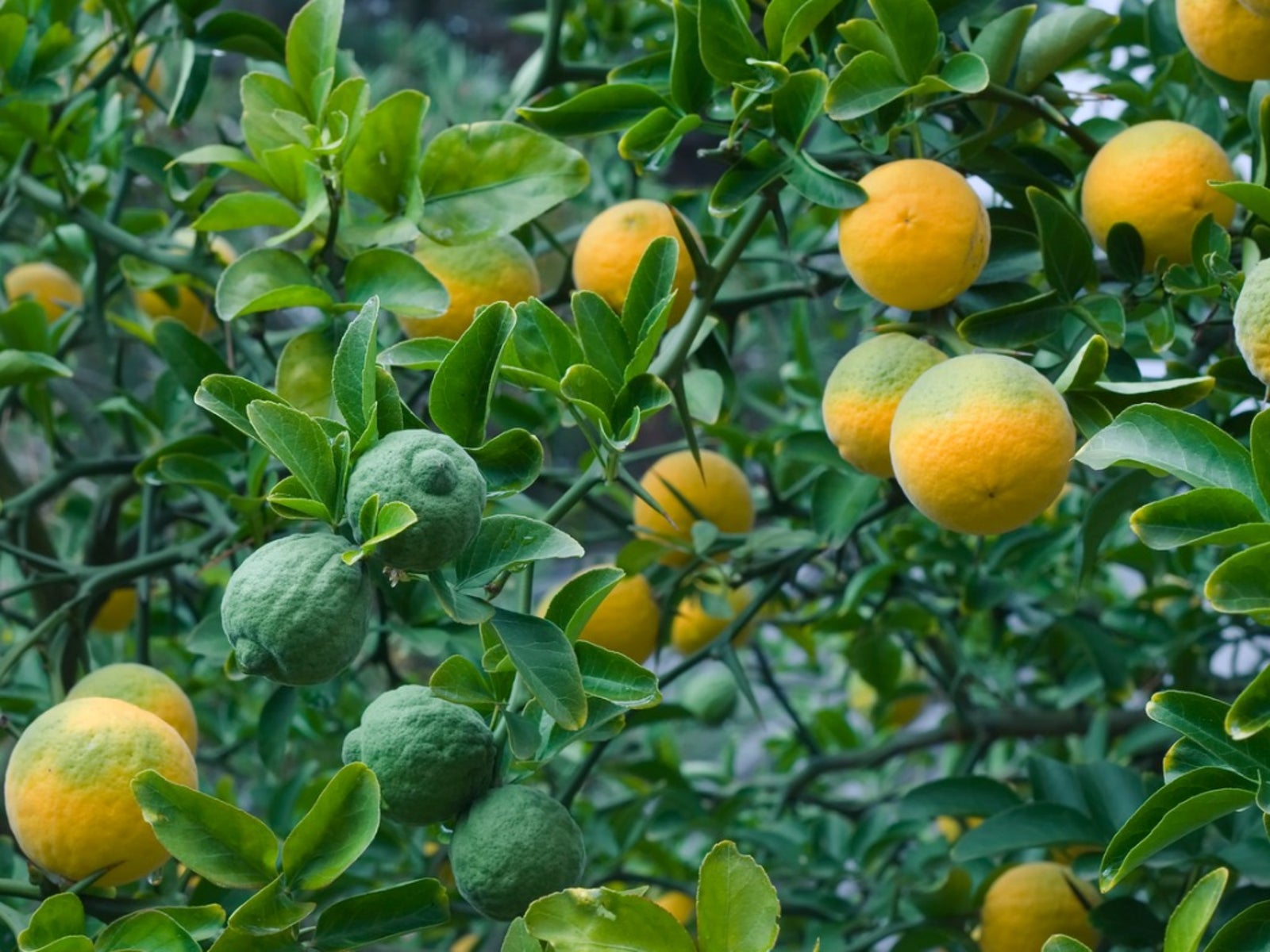 עץ תפוז פרי יבש