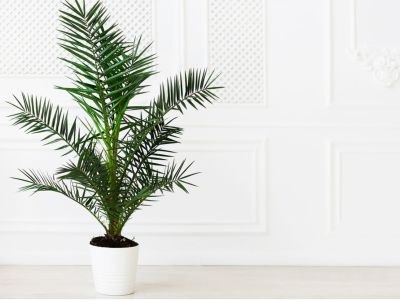 Indoor Potted Palm Tree
