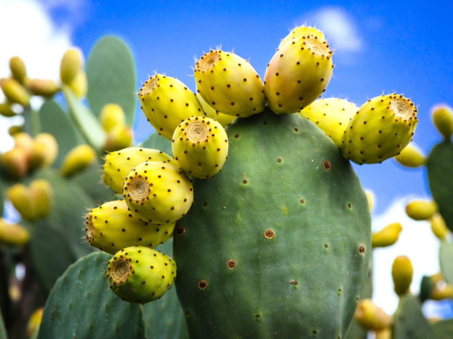 prickly cactus cacti gardeningknowhow opuntia