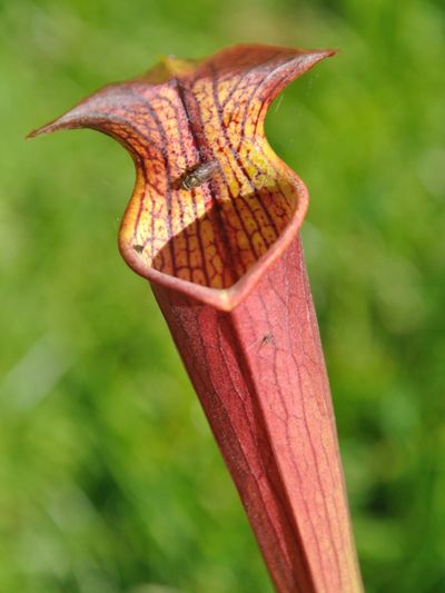 Pitcher Plant Turning Yellow