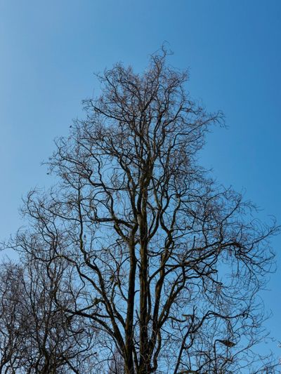 A Large Columnar Oak Tree