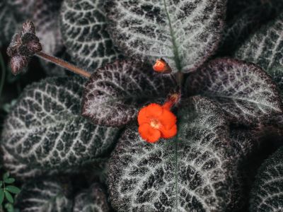 Flame Violet Plants With Dark Leaves