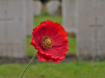 Red Poppy Flower In A Cemetery