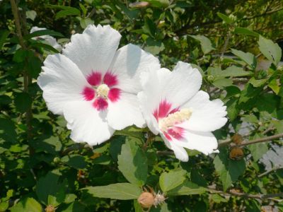 White-Pink Rose Of Sharon Plant