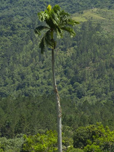 Tall Royal Palm Tree