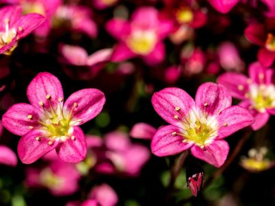 Pink Rockfoil Saxifraga Flowers