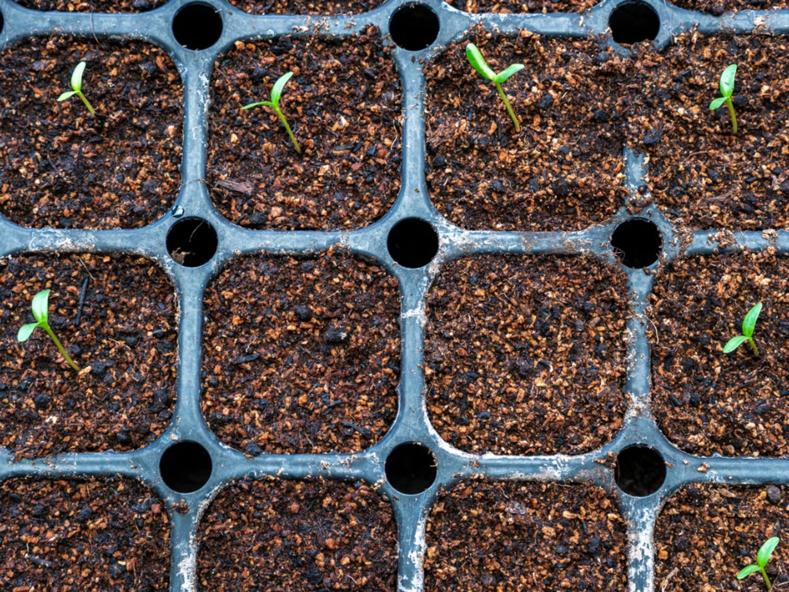 Seedlings sprouting from a seed starting tray
