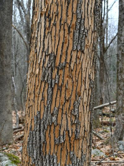 Shedding Bark On An Ash Tree