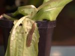 A Slug Eating A Potted Plant