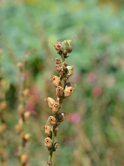 Snapdragon Seed Heads