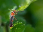 A Soldier Beetle In The Garden