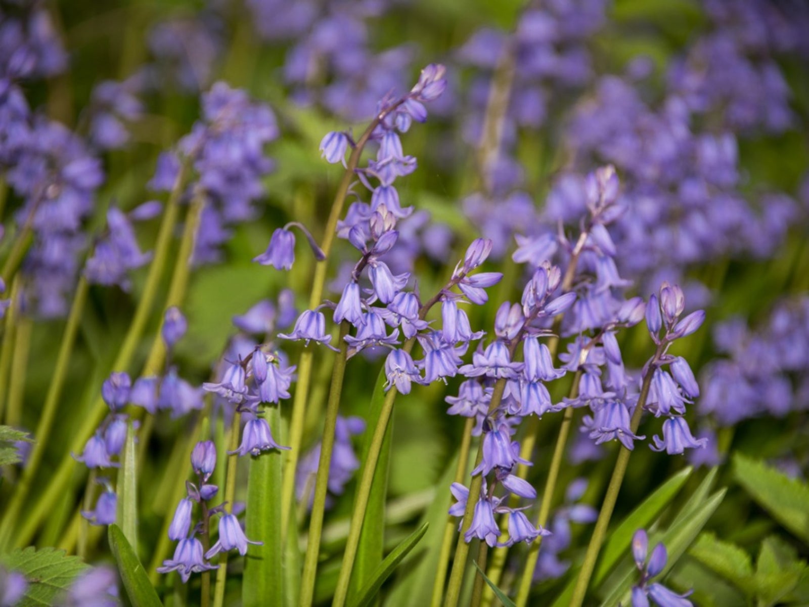 Bluebell Weed Control - How To Control Bluebells In The Garden