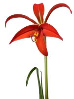 A Red Aztec Lily Flower