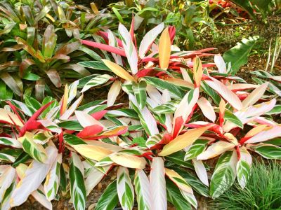Colorful Stromanthe Triostar Plants