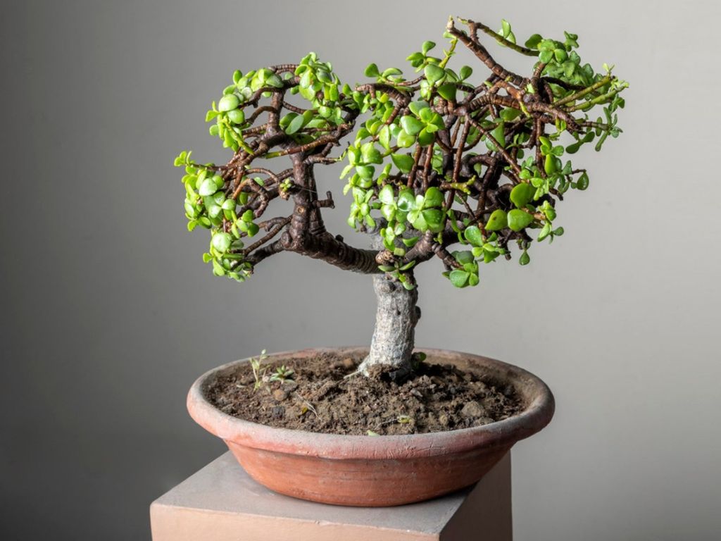A jade bonsai tree in a pot