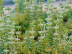 Jade Necklace Worm Plants