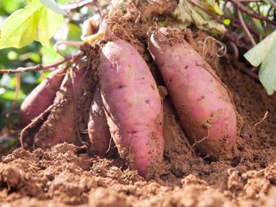 Root Knot Nematodes On Sweet Potatoes In The Garden