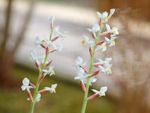 White Flowering Ludisia Jewel Orchids