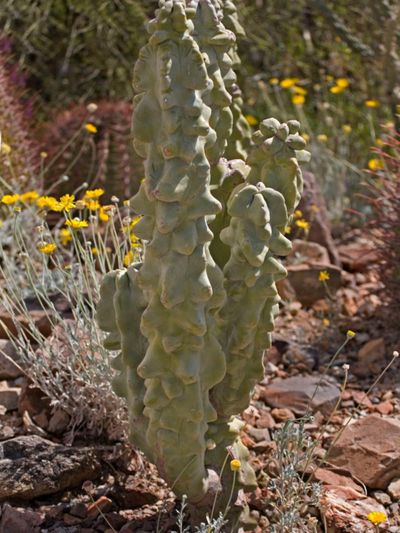 A Totem Pole Cactus