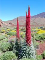 Red Flowering Tower Of Jewels Plants In The Desert