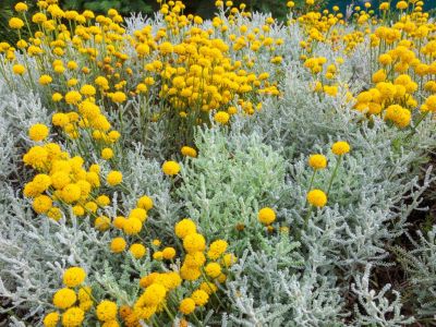 Yellow Flowering Santolina Plants