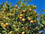 Cold Hardy Citrus Tree Full Of Fruit