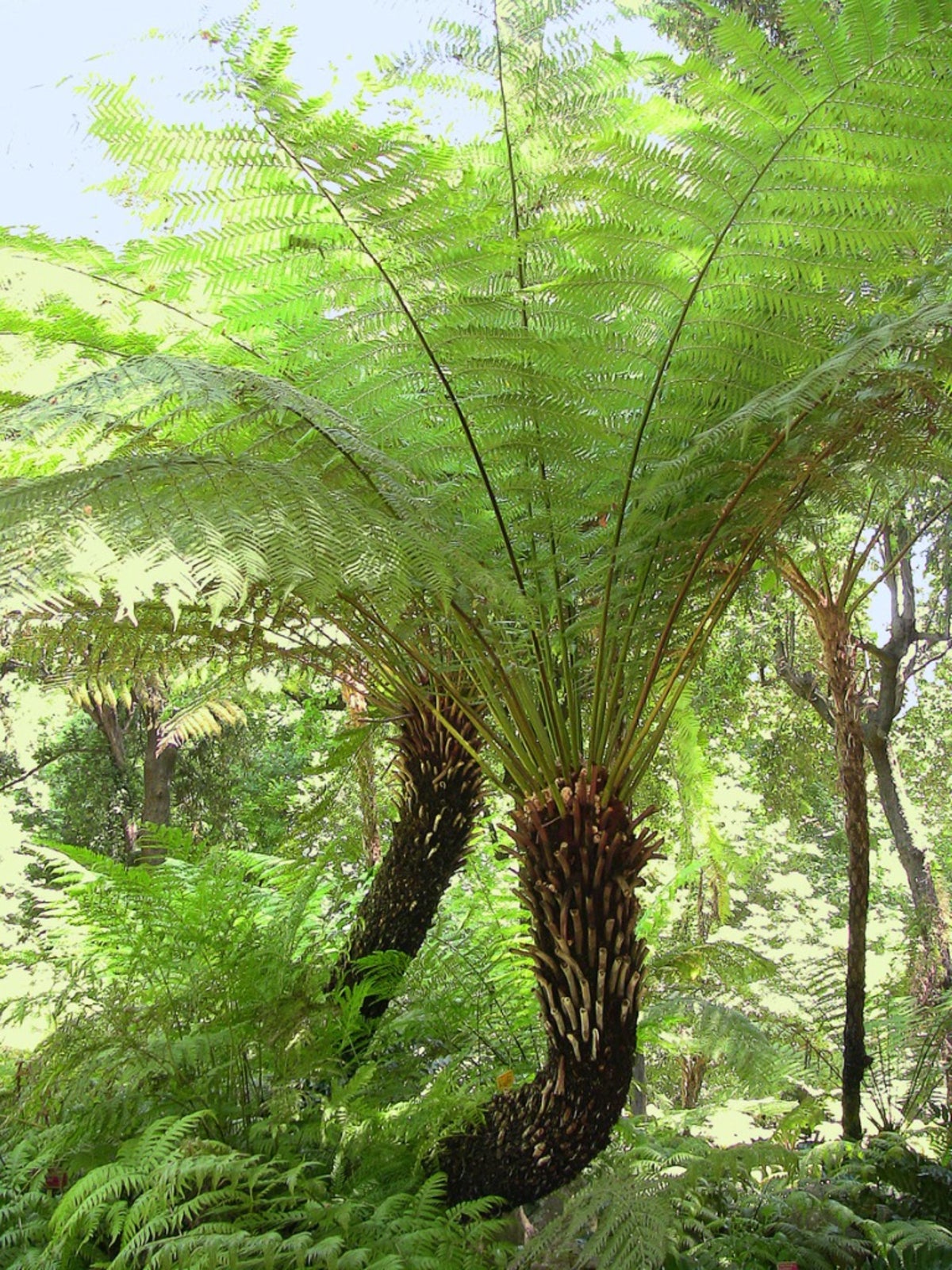 Tree Fern Information   Learn About Growing Conditions For Tree Ferns
