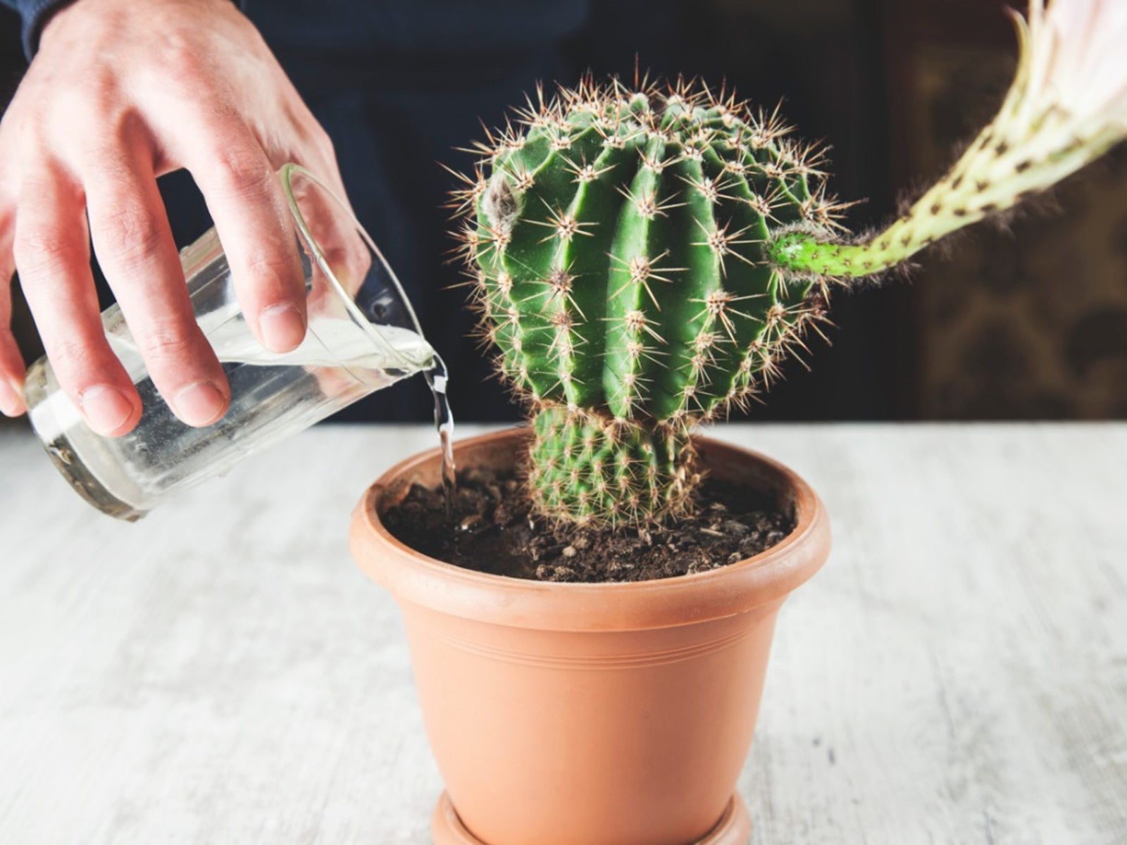 1. How Often Should I Water My Cactus?