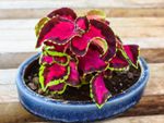 Pink-Green Potted Coleus Plant
