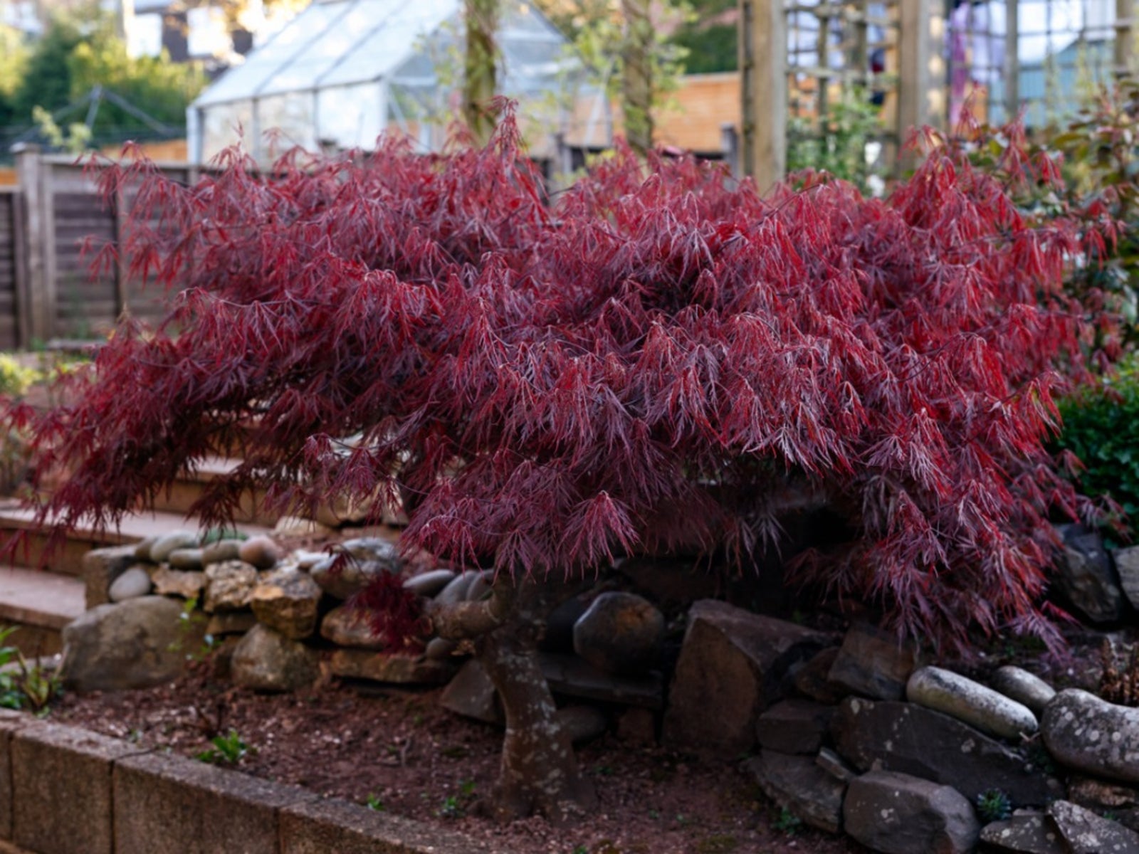 Learn About Japanese Weeping Maples How To Grow A Japanese Weeping Maple Tree