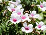 Bower Vine With Pink-White Flowers