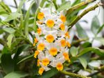 White-Orange Dendrobium Orchids