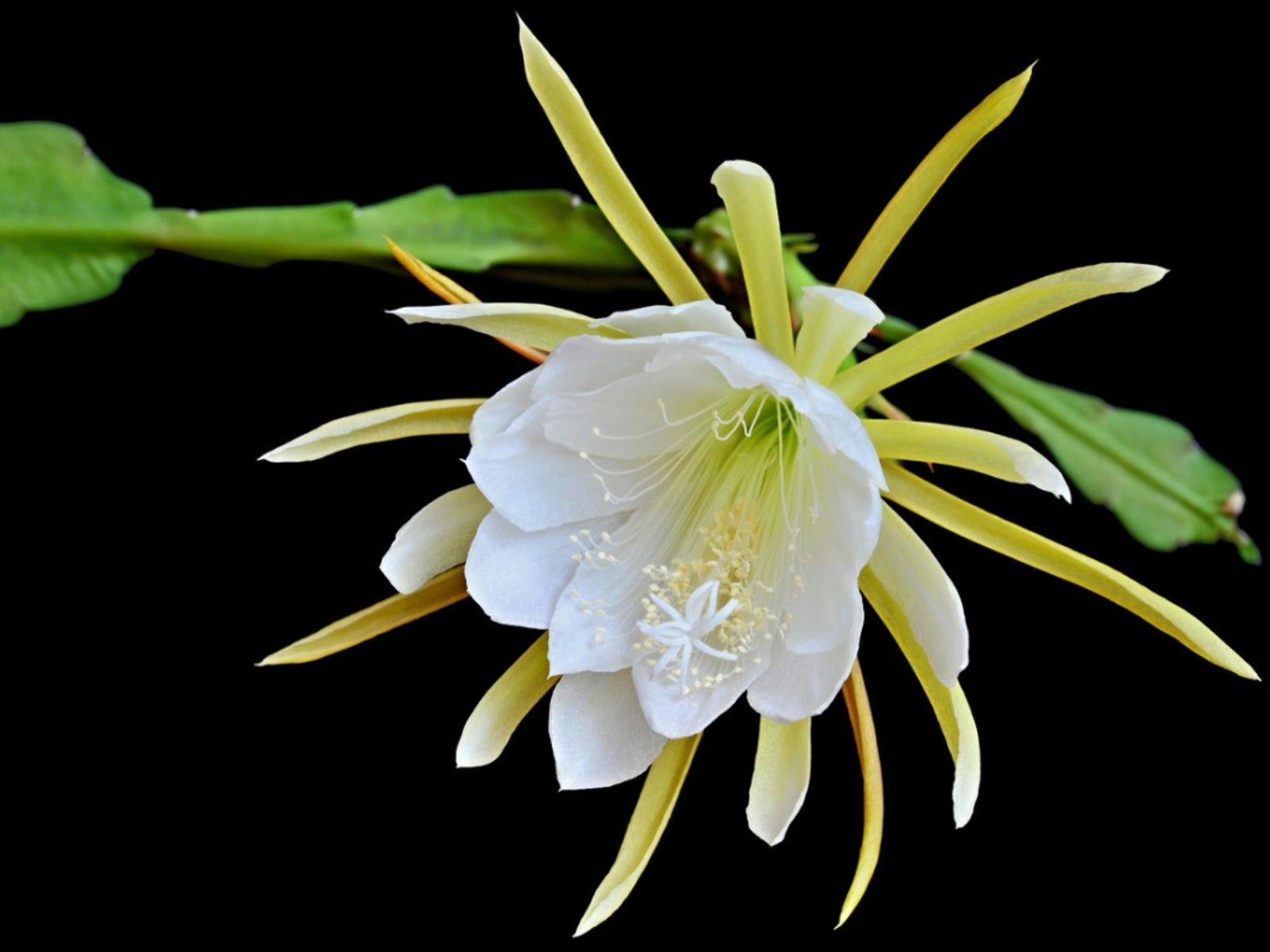 Orchid Cactus Day Blooming Cereus Hybrids Epiphyllum Rooted Cutting 1 yr old Pla 