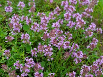 Purple Flowering Elfin Creeping Thyme Plant