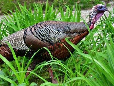 Wild Turkeys In Garden Areas - Tips For Deterring Wild Turkeys