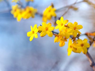 Yellow Flowered Winter Jasmine Plants
