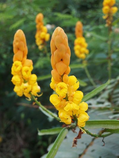 Yellow Flowering Candlestick Bushes
