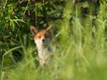 Fox In The Garden