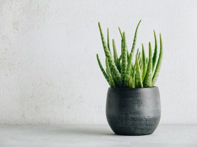 Potted Sticky Aloe Plant