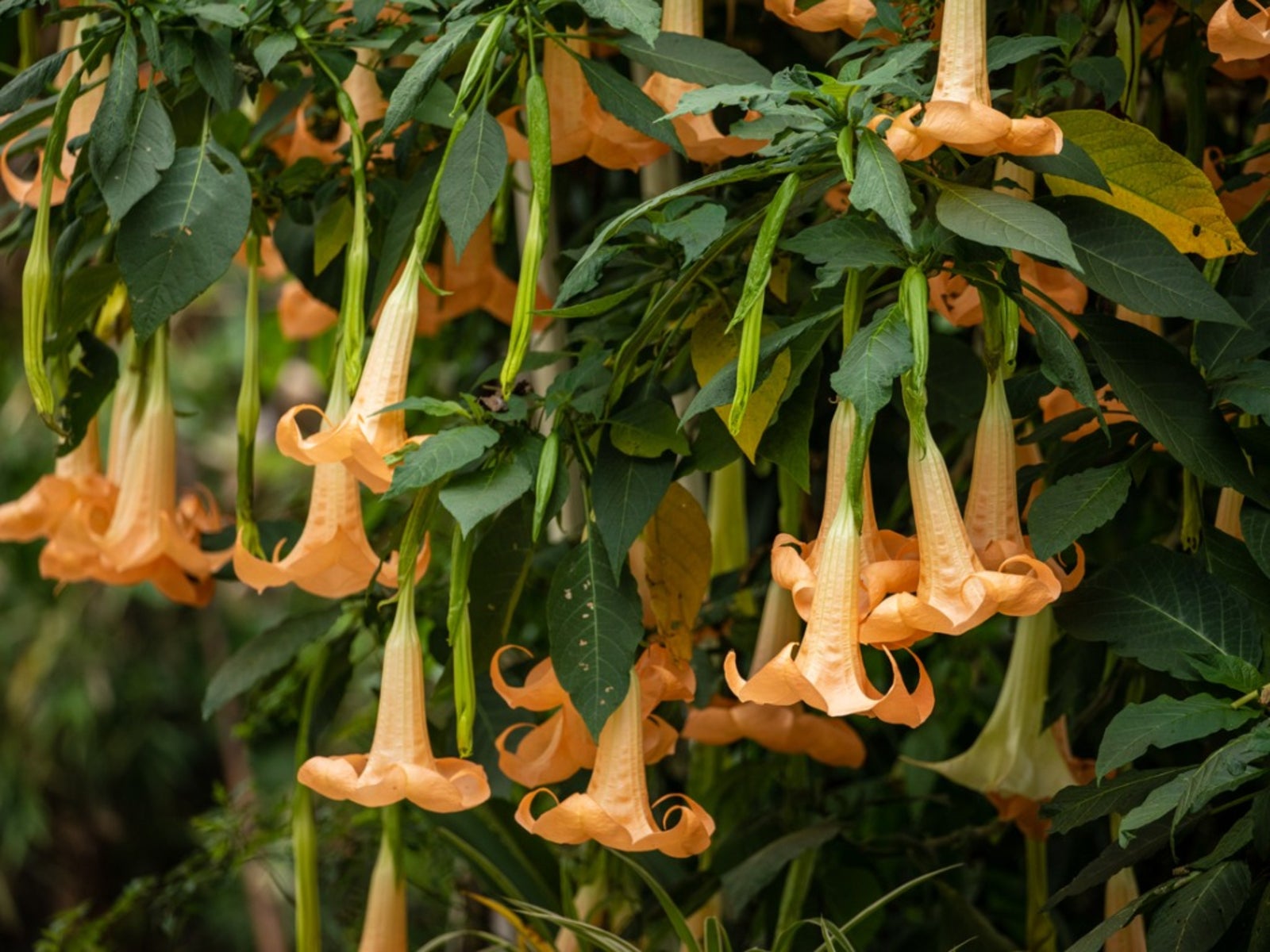 overwintering brugmansia plants - learn about brugmansia cold