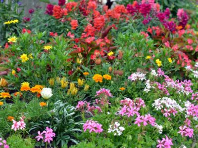 Colorful Flower Bed