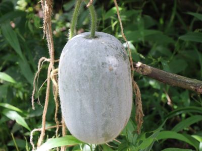 Winter Melon Wax Gourd Plant