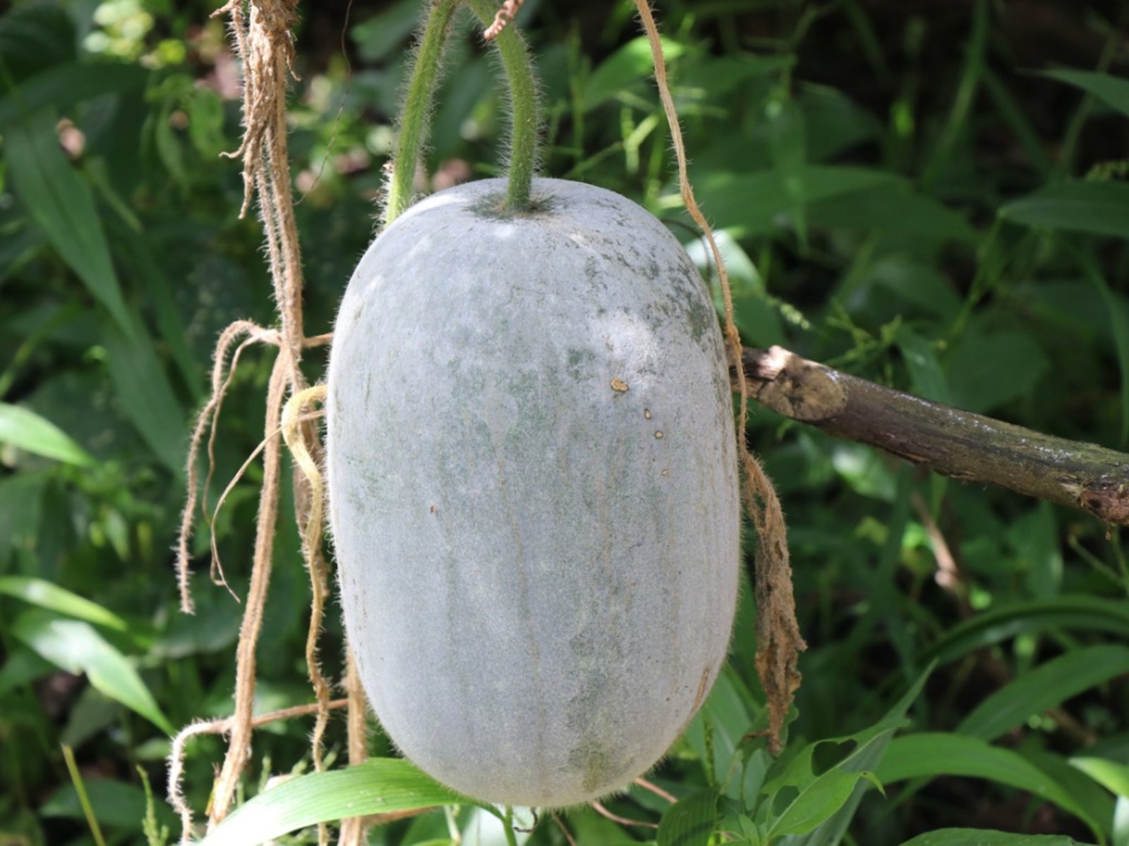 Pack of 20 Winter melon wax gourd Chinese watermelon Seeds Vegetables/Fruits