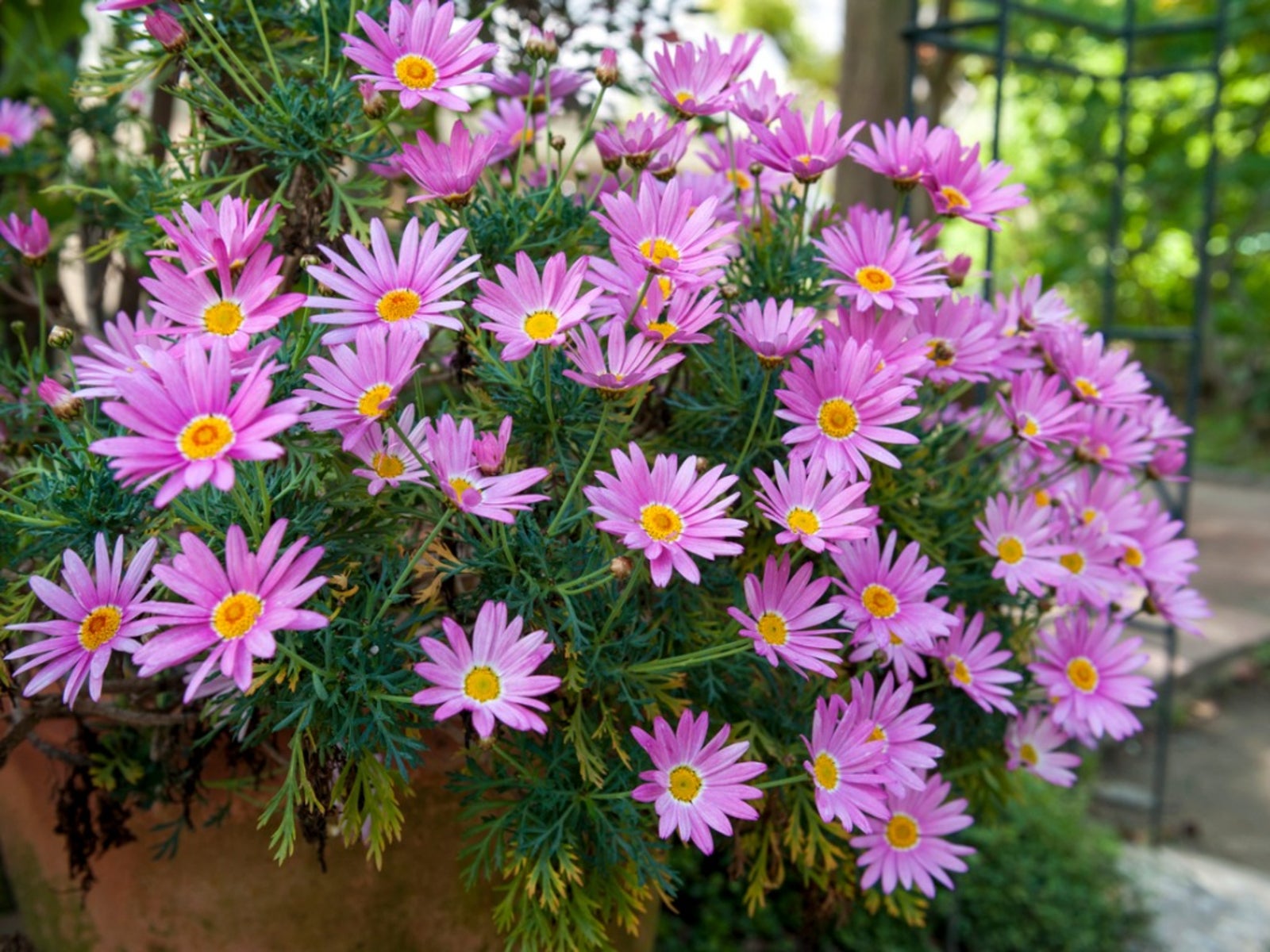 Growing Asters In Containers   How To Care For Asters In A Pot