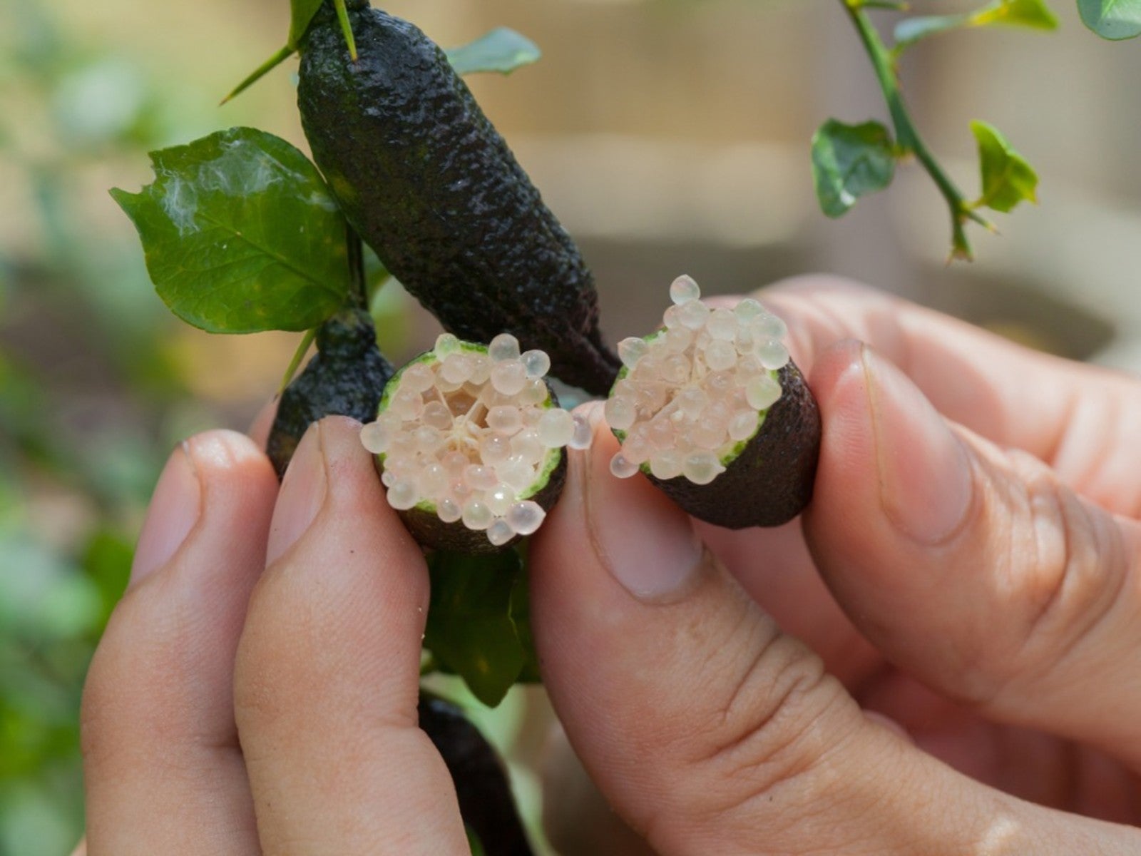 Finger Lime Info: How To Grow Australian Finger Limes