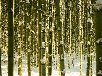Tall Bamboo Plants